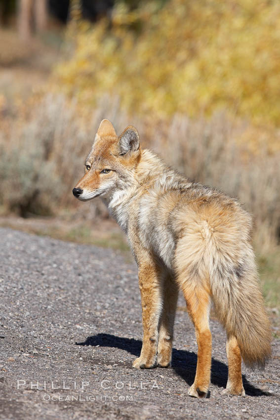Coyote. Yellowstone National Park, Wyoming, USA, Canis latrans, natural history stock photograph, photo id 20979
