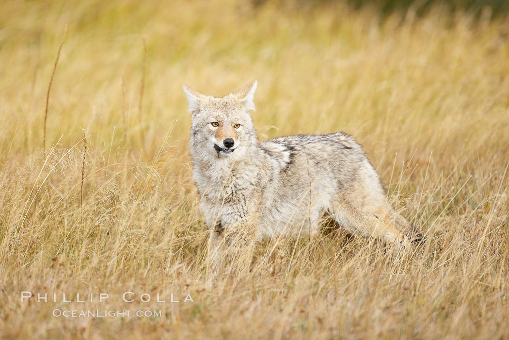 A coyote hunts for voles in tall grass, autumn. Yellowstone National Park, Wyoming, USA, Canis latrans, natural history stock photograph, photo id 20999