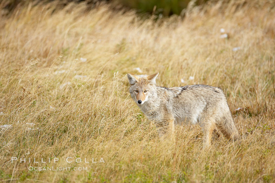 A coyote hunts for voles in tall grass, autumn. Yellowstone National Park, Wyoming, USA, Canis latrans, natural history stock photograph, photo id 19637