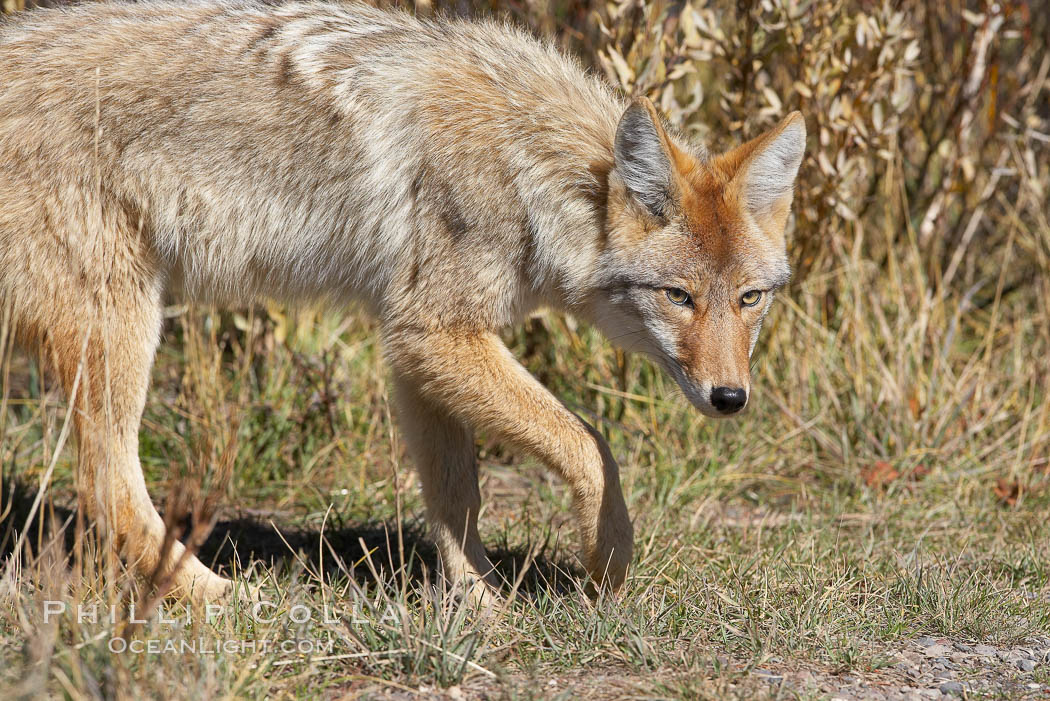 Coyote., Canis latrans, natural history stock photograph, photo id 19641