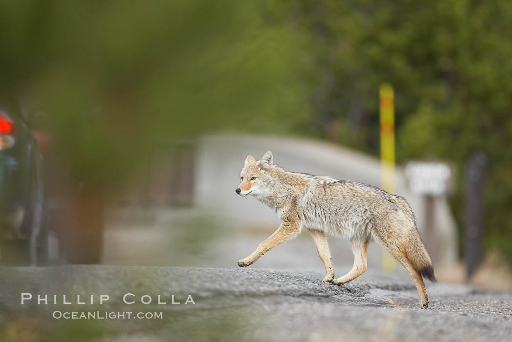 Coyote crosses a road in front of a car.  Dozens of coyotes, wolves, bears, elk and bison are killed each year in Yellowstone as they attempt to cross the roads in front of drivers who are not paying attention or speeding. Yellowstone National Park, Wyoming, USA, Canis latrans, natural history stock photograph, photo id 19649