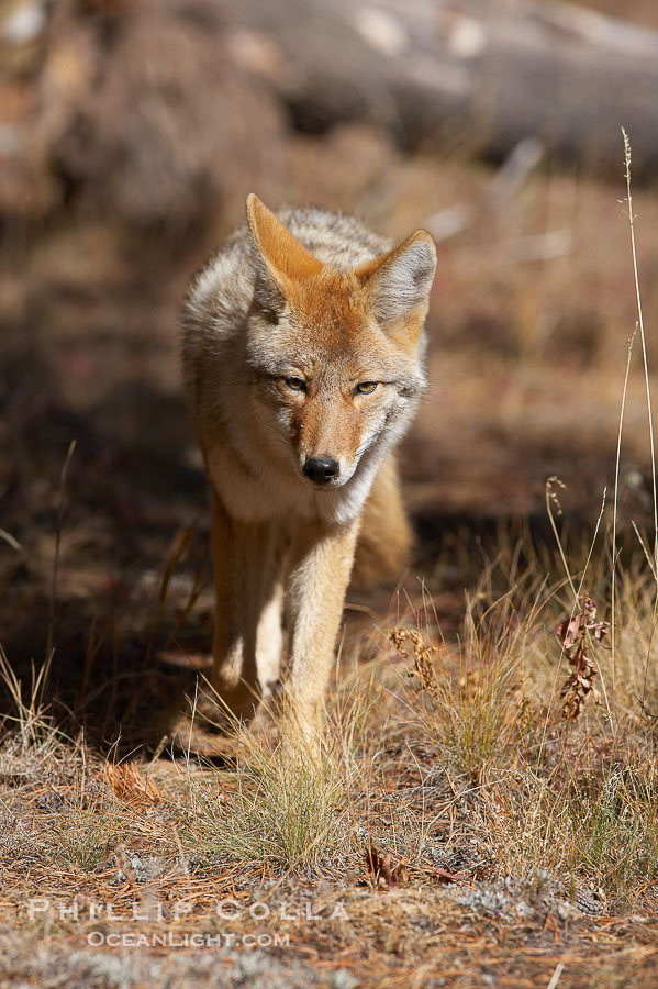 Coyote moves through low-lying bushes and sage., Canis latrans, natural history stock photograph, photo id 19661