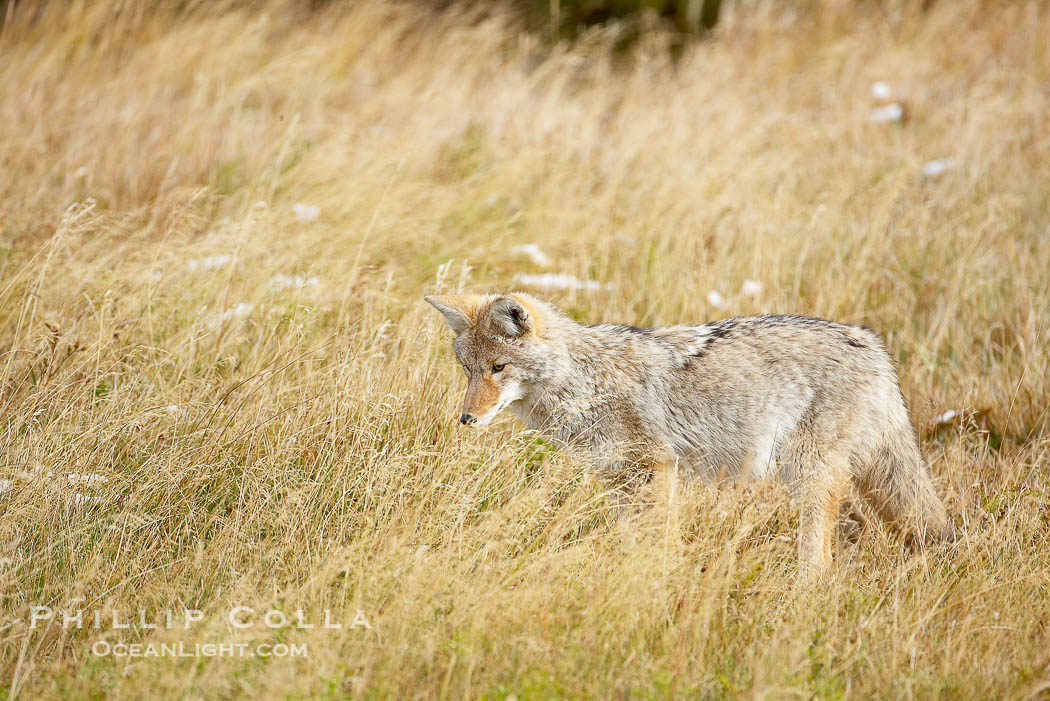 A coyote hunts for voles in tall grass, autumn., Canis latrans, natural history stock photograph, photo id 19669