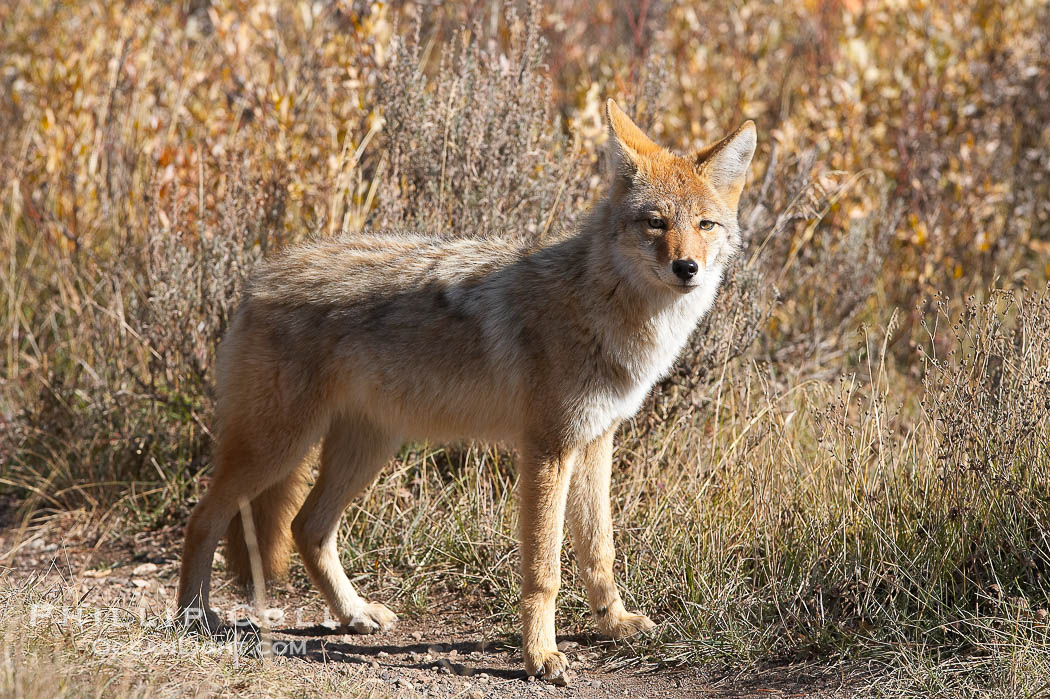 Coyote moves through low-lying bushes and sage., Canis latrans, natural history stock photograph, photo id 19673