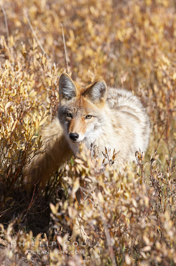 Coyote. Yellowstone National Park, Wyoming, USA, Canis latrans, natural history stock photograph, photo id 20977