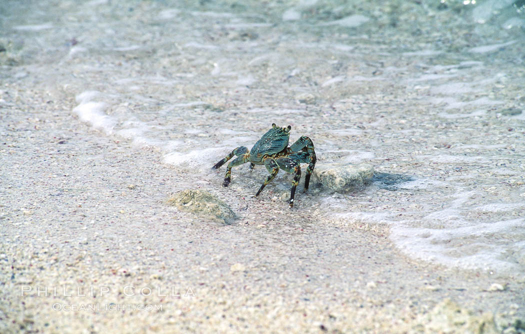 Crab on Sand at Rose Atoll NWR, American Samoa. Rose Atoll National Wildlife Refuge, USA, natural history stock photograph, photo id 00835