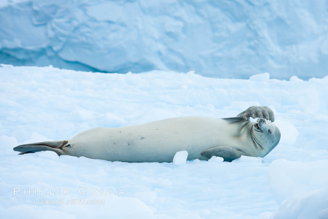 A crabeater seal, hauled out on pack ice to rest.  Crabeater seals reach 2m and 200kg in size, with females being slightly larger than males.  Crabeaters are the most abundant species of seal in the world, with as many as 75 million individuals.  Despite its name, 80% the crabeater seal's diet consists of Antarctic krill.  They have specially adapted teeth to strain the small krill from the water. Cierva Cove, Antarctic Peninsula, Antarctica, Lobodon carcinophagus, natural history stock photograph, photo id 25582