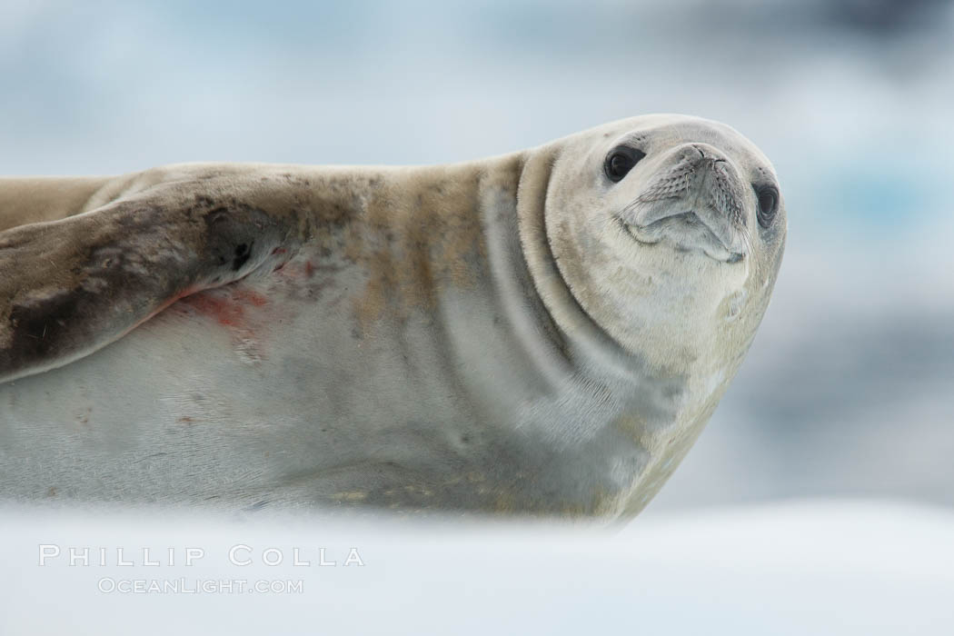 A crabeater seal, hauled out on pack ice to rest.  Crabeater seals reach 2m and 200kg in size, with females being slightly larger than males.  Crabeaters are the most abundant species of seal in the world, with as many as 75 million individuals.  Despite its name, 80% the crabeater seal's diet consists of Antarctic krill.  They have specially adapted teeth to strain the small krill from the water. Neko Harbor, Antarctic Peninsula, Antarctica, Lobodon carcinophagus, natural history stock photograph, photo id 25706