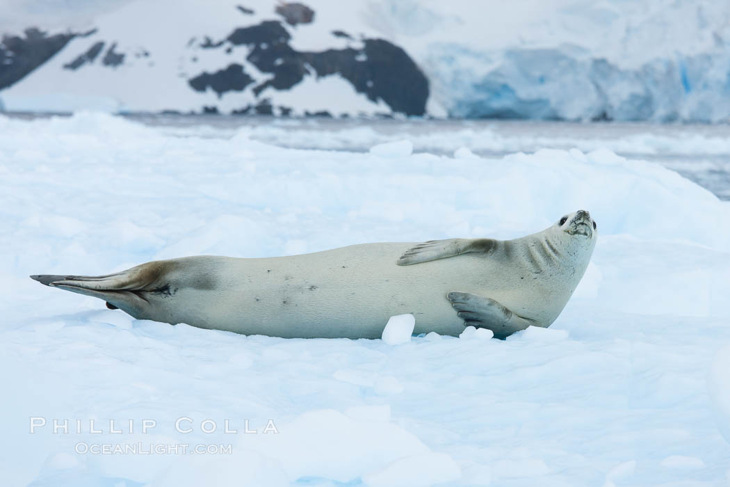 A crabeater seal, hauled out on pack ice to rest.  Crabeater seals reach 2m and 200kg in size, with females being slightly larger than males.  Crabeaters are the most abundant species of seal in the world, with as many as 75 million individuals.  Despite its name, 80% the crabeater seal's diet consists of Antarctic krill.  They have specially adapted teeth to strain the small krill from the water. Cierva Cove, Antarctic Peninsula, Antarctica, Lobodon carcinophagus, natural history stock photograph, photo id 25576