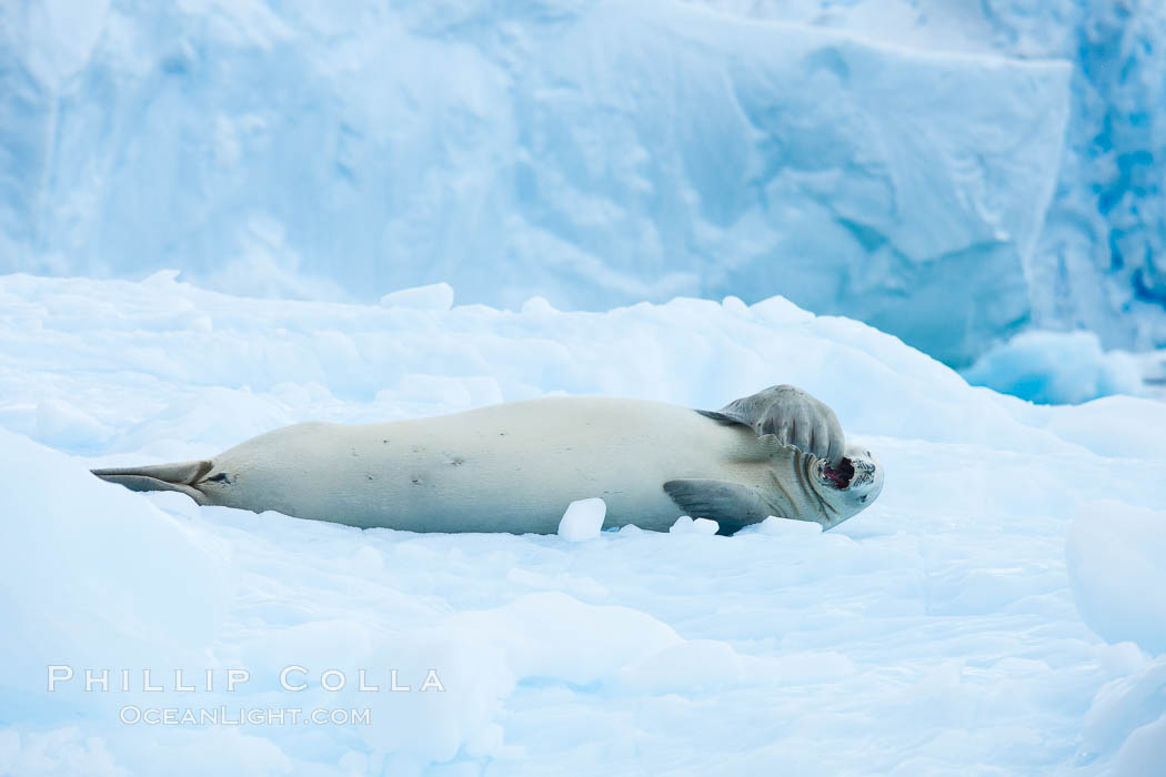 A crabeater seal, hauled out on pack ice to rest.  Crabeater seals reach 2m and 200kg in size, with females being slightly larger than males.  Crabeaters are the most abundant species of seal in the world, with as many as 75 million individuals.  Despite its name, 80% the crabeater seal's diet consists of Antarctic krill.  They have specially adapted teeth to strain the small krill from the water. Cierva Cove, Antarctic Peninsula, Antarctica, Lobodon carcinophagus, natural history stock photograph, photo id 25584