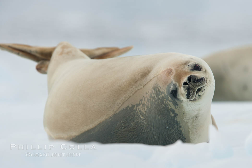 A crabeater seal, hauled out on pack ice to rest.  Crabeater seals reach 2m and 200kg in size, with females being slightly larger than males.  Crabeaters are the most abundant species of seal in the world, with as many as 75 million individuals.  Despite its name, 80% the crabeater seal's diet consists of Antarctic krill.  They have specially adapted teeth to strain the small krill from the water. Neko Harbor, Antarctic Peninsula, Antarctica, Lobodon carcinophagus, natural history stock photograph, photo id 25664