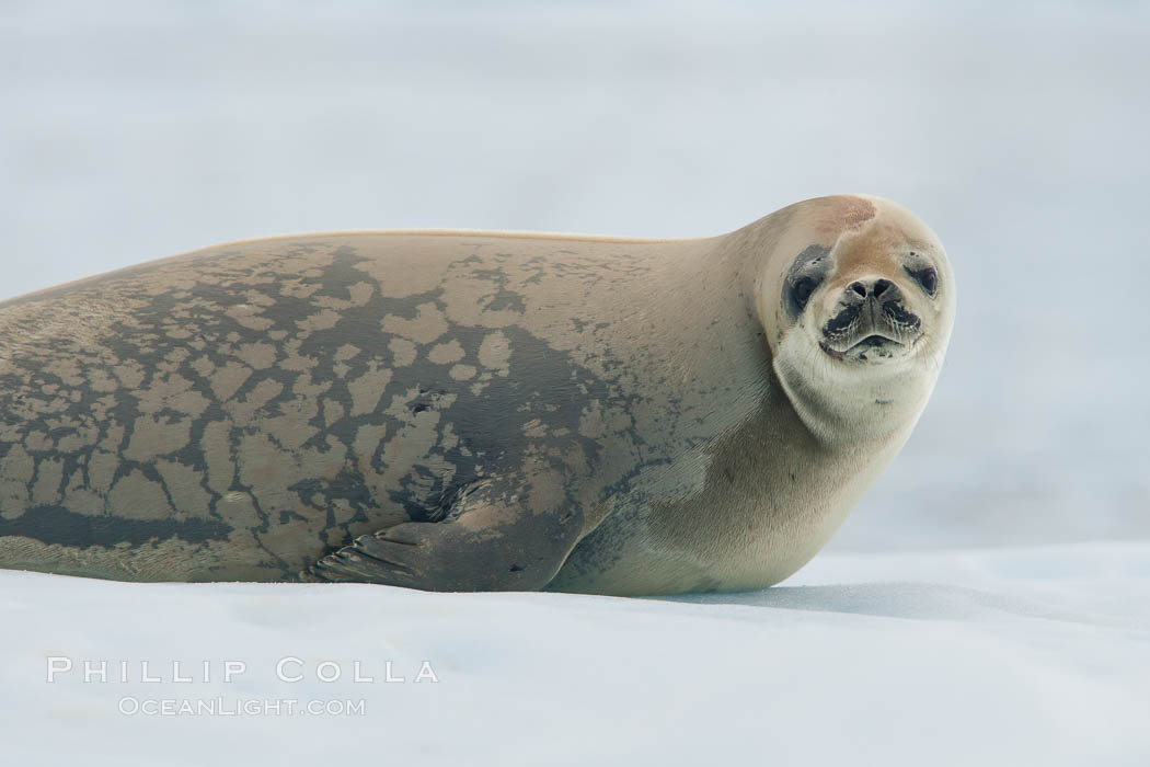 A crabeater seal, hauled out on pack ice to rest.  Crabeater seals reach 2m and 200kg in size, with females being slightly larger than males.  Crabeaters are the most abundant species of seal in the world, with as many as 75 million individuals.  Despite its name, 80% the crabeater seal's diet consists of Antarctic krill.  They have specially adapted teeth to strain the small krill from the water. Neko Harbor, Antarctic Peninsula, Antarctica, Lobodon carcinophagus, natural history stock photograph, photo id 25704