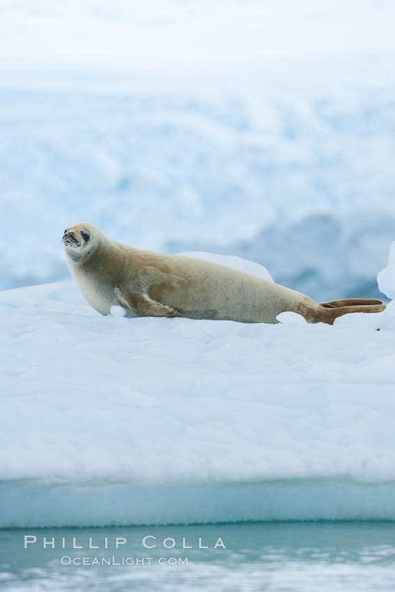 A crabeater seal, hauled out on pack ice to rest.  Crabeater seals reach 2m and 200kg in size, with females being slightly larger than males.  Crabeaters are the most abundant species of seal in the world, with as many as 75 million individuals.  Despite its name, 80% the crabeater seal's diet consists of Antarctic krill.  They have specially adapted teeth to strain the small krill from the water. Neko Harbor, Antarctic Peninsula, Antarctica, Lobodon carcinophagus, natural history stock photograph, photo id 25744