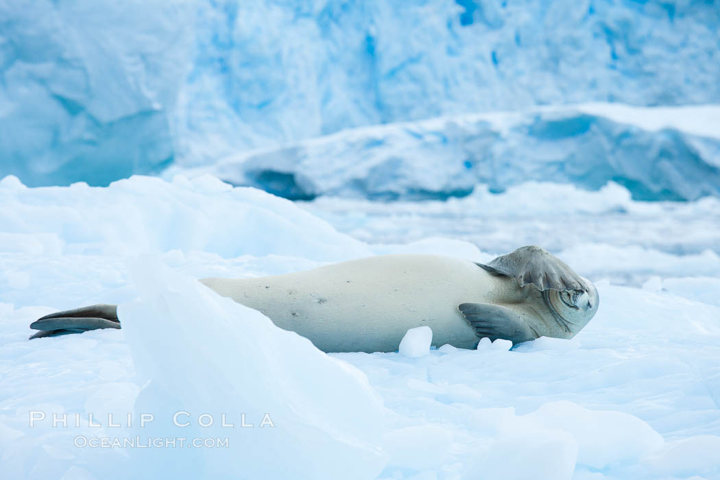 A crabeater seal, hauled out on pack ice to rest.  Crabeater seals reach 2m and 200kg in size, with females being slightly larger than males.  Crabeaters are the most abundant species of seal in the world, with as many as 75 million individuals.  Despite its name, 80% the crabeater seal's diet consists of Antarctic krill.  They have specially adapted teeth to strain the small krill from the water. Cierva Cove, Antarctic Peninsula, Antarctica, Lobodon carcinophagus, natural history stock photograph, photo id 25583