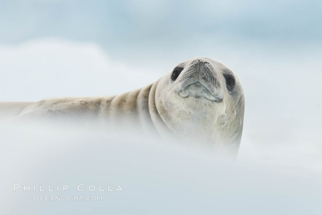 A crabeater seal, hauled out on pack ice to rest.  Crabeater seals reach 2m and 200kg in size, with females being slightly larger than males.  Crabeaters are the most abundant species of seal in the world, with as many as 75 million individuals.  Despite its name, 80% the crabeater seal's diet consists of Antarctic krill.  They have specially adapted teeth to strain the small krill from the water. Neko Harbor, Antarctic Peninsula, Antarctica, Lobodon carcinophagus, natural history stock photograph, photo id 25707