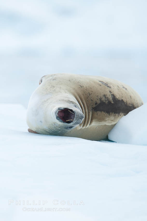 A crabeater seal, hauled out on pack ice to rest.  Crabeater seals reach 2m and 200kg in size, with females being slightly larger than males.  Crabeaters are the most abundant species of seal in the world, with as many as 75 million individuals.  Despite its name, 80% the crabeater seal's diet consists of Antarctic krill.  They have specially adapted teeth to strain the small krill from the water. Neko Harbor, Antarctic Peninsula, Antarctica, Lobodon carcinophagus, natural history stock photograph, photo id 25711