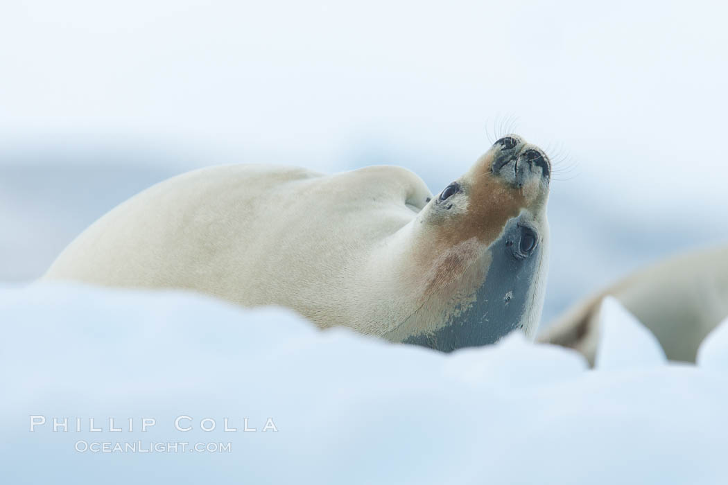 A crabeater seal, hauled out on pack ice to rest.  Crabeater seals reach 2m and 200kg in size, with females being slightly larger than males.  Crabeaters are the most abundant species of seal in the world, with as many as 75 million individuals.  Despite its name, 80% the crabeater seal's diet consists of Antarctic krill.  They have specially adapted teeth to strain the small krill from the water. Neko Harbor, Antarctic Peninsula, Antarctica, Lobodon carcinophagus, natural history stock photograph, photo id 25715