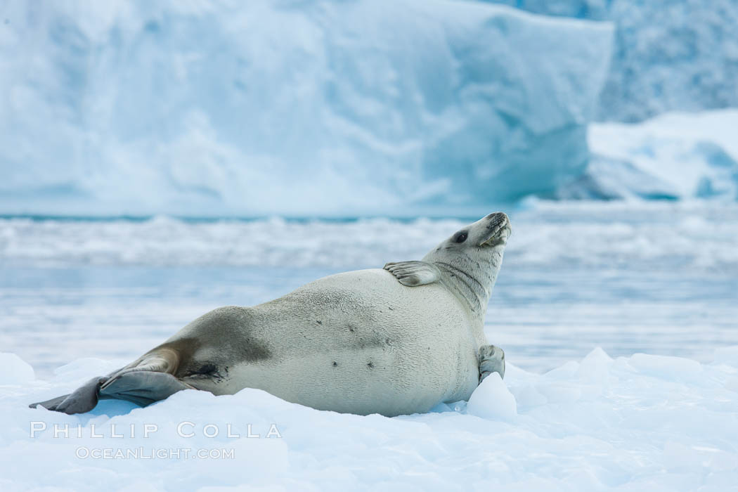 A crabeater seal, hauled out on pack ice to rest.  Crabeater seals reach 2m and 200kg in size, with females being slightly larger than males.  Crabeaters are the most abundant species of seal in the world, with as many as 75 million individuals.  Despite its name, 80% the crabeater seal's diet consists of Antarctic krill.  They have specially adapted teeth to strain the small krill from the water. Cierva Cove, Antarctic Peninsula, Antarctica, Lobodon carcinophagus, natural history stock photograph, photo id 25577