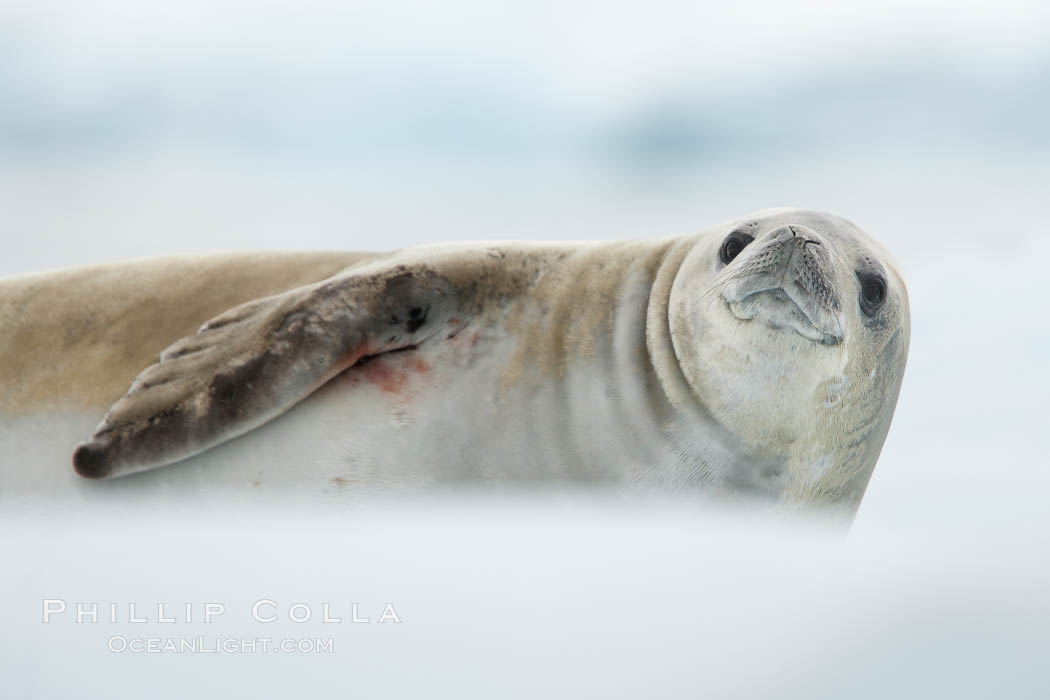 A crabeater seal, hauled out on pack ice to rest.  Crabeater seals reach 2m and 200kg in size, with females being slightly larger than males.  Crabeaters are the most abundant species of seal in the world, with as many as 75 million individuals.  Despite its name, 80% the crabeater seal's diet consists of Antarctic krill.  They have specially adapted teeth to strain the small krill from the water. Neko Harbor, Antarctic Peninsula, Antarctica, Lobodon carcinophagus, natural history stock photograph, photo id 25665