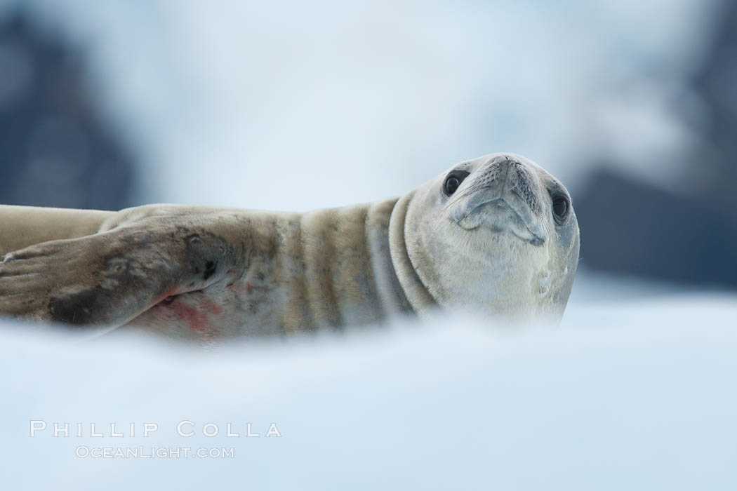 A crabeater seal, hauled out on pack ice to rest.  Crabeater seals reach 2m and 200kg in size, with females being slightly larger than males.  Crabeaters are the most abundant species of seal in the world, with as many as 75 million individuals.  Despite its name, 80% the crabeater seal's diet consists of Antarctic krill.  They have specially adapted teeth to strain the small krill from the water. Neko Harbor, Antarctic Peninsula, Antarctica, Lobodon carcinophagus, natural history stock photograph, photo id 25713