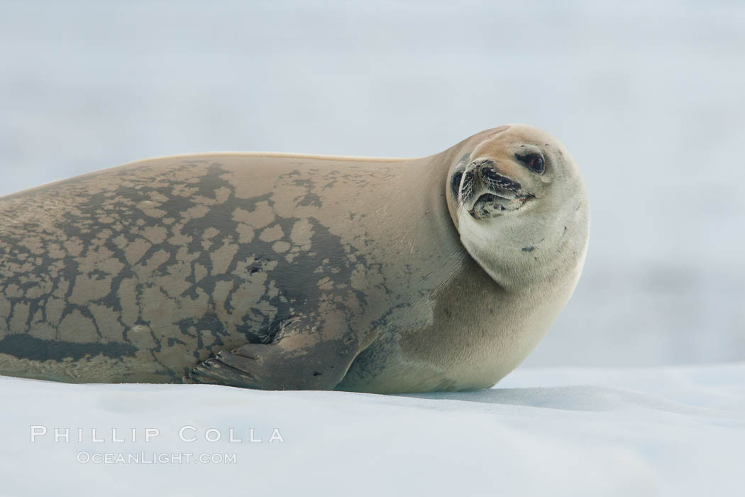 A crabeater seal, hauled out on pack ice to rest.  Crabeater seals reach 2m and 200kg in size, with females being slightly larger than males.  Crabeaters are the most abundant species of seal in the world, with as many as 75 million individuals.  Despite its name, 80% the crabeater seal's diet consists of Antarctic krill.  They have specially adapted teeth to strain the small krill from the water. Neko Harbor, Antarctic Peninsula, Antarctica, Lobodon carcinophagus, natural history stock photograph, photo id 25702