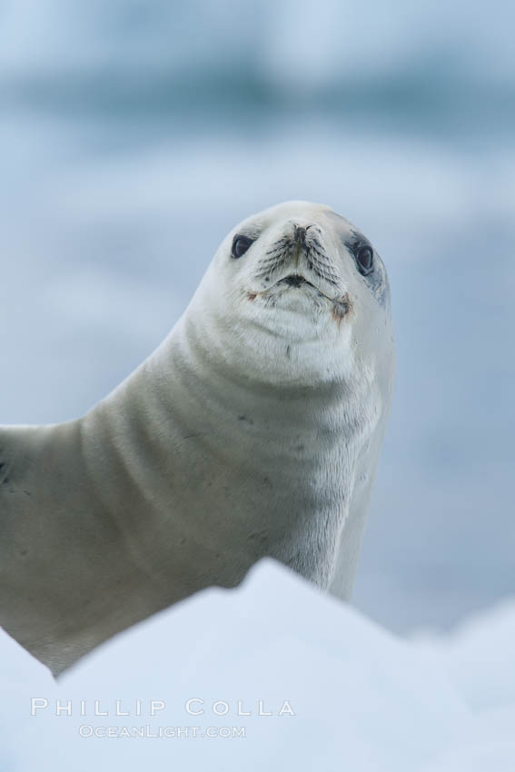 A crabeater seal, hauled out on pack ice to rest.  Crabeater seals reach 2m and 200kg in size, with females being slightly larger than males.  Crabeaters are the most abundant species of seal in the world, with as many as 75 million individuals.  Despite its name, 80% the crabeater seal's diet consists of Antarctic krill.  They have specially adapted teeth to strain the small krill from the water. Neko Harbor, Antarctic Peninsula, Antarctica, Lobodon carcinophagus, natural history stock photograph, photo id 25696