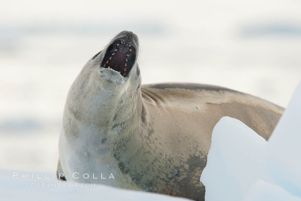 A crabeater seal, hauled out on pack ice to rest.  Crabeater seals reach 2m and 200kg in size, with females being slightly larger than males.  Crabeaters are the most abundant species of seal in the world, with as many as 75 million individuals.  Despite its name, 80% the crabeater seal's diet consists of Antarctic krill.  They have specially adapted teeth to strain the small krill from the water. Neko Harbor, Antarctic Peninsula, Antarctica, Lobodon carcinophagus, natural history stock photograph, photo id 25700