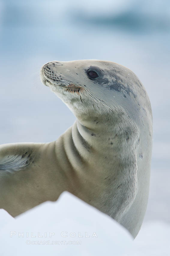 A crabeater seal, hauled out on pack ice to rest.  Crabeater seals reach 2m and 200kg in size, with females being slightly larger than males.  Crabeaters are the most abundant species of seal in the world, with as many as 75 million individuals.  Despite its name, 80% the crabeater seal's diet consists of Antarctic krill.  They have specially adapted teeth to strain the small krill from the water. Neko Harbor, Antarctic Peninsula, Antarctica, Lobodon carcinophagus, natural history stock photograph, photo id 25697