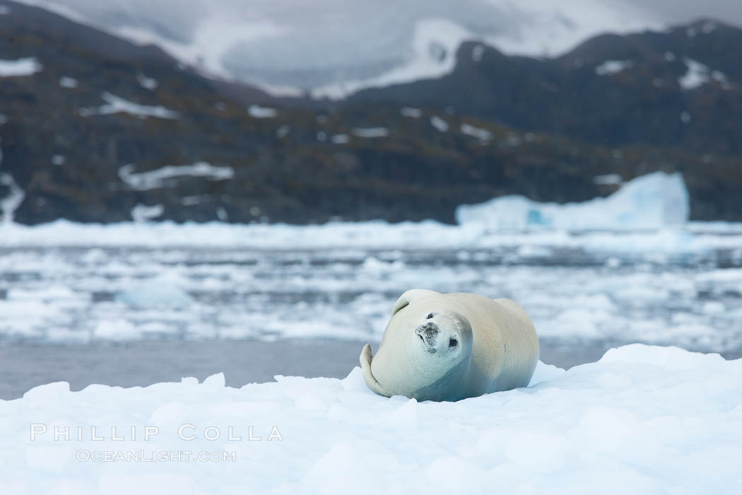 Crabeater seal resting on pack ice.  Crabeater seals reach 2m and 200kg in size, with females being slightly larger than males.  Crabeaters are the most abundant species of seal in the world, with as many as 75 million individuals.  Despite its name, 80% the crabeater seal's diet consists of Antarctic krill.  They have specially adapted teeth to strain the small krill from the water. Cierva Cove, Antarctic Peninsula, Antarctica, Lobodon carcinophagus, natural history stock photograph, photo id 25579