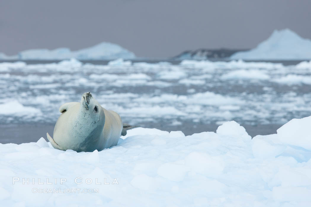 Crabeater seal resting on pack ice.  Crabeater seals reach 2m and 200kg in size, with females being slightly larger than males.  Crabeaters are the most abundant species of seal in the world, with as many as 75 million individuals.  Despite its name, 80% the crabeater seal's diet consists of Antarctic krill.  They have specially adapted teeth to strain the small krill from the water. Cierva Cove, Antarctic Peninsula, Antarctica, Lobodon carcinophagus, natural history stock photograph, photo id 25581