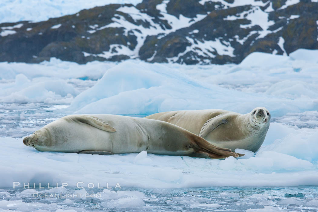 Crabeater seal resting on pack ice.  Crabeater seals reach 2m and 200kg in size, with females being slightly larger than males.  Crabeaters are the most abundant species of seal in the world, with as many as 75 million individuals.  Despite its name, 80% the crabeater seal's diet consists of Antarctic krill.  They have specially adapted teeth to strain the small krill from the water. Cierva Cove, Antarctic Peninsula, Antarctica, Lobodon carcinophagus, natural history stock photograph, photo id 25597