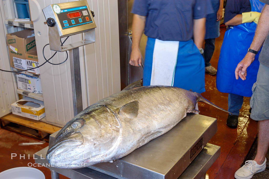 Craig OConnors pending spearfishing world record North Pacific yellowtail (77.4 pounds) is weighed at Point Loma Seafoods.  It was taken on a breathold dive with a band-power speargun near Battleship Point, Guadalupe Island (Isla Guadalupe), Mexico. July 2004. H&M Landing, San Diego, California, USA, natural history stock photograph, photo id 09744