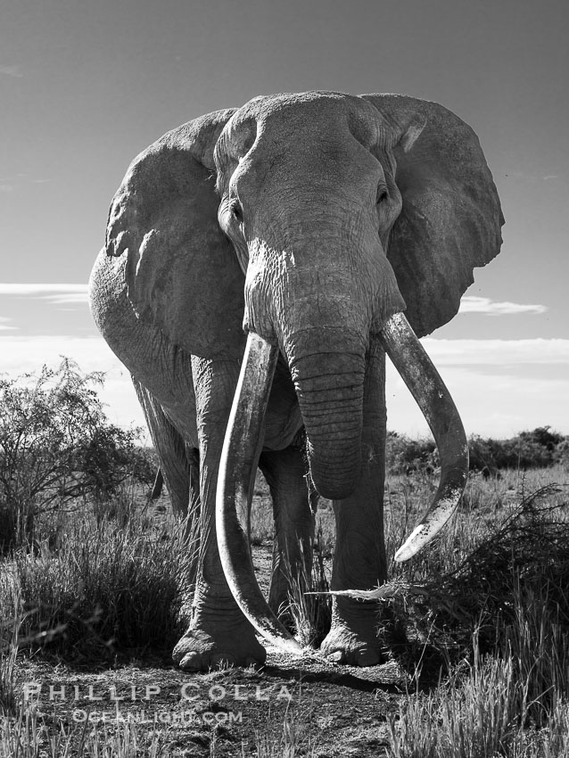 Craig, the Famous Old Male Tusker Elephant with the World's Largest Tusks, Amboseli National Park, Kenya., Loxodonta africana, natural history stock photograph, photo id 39556