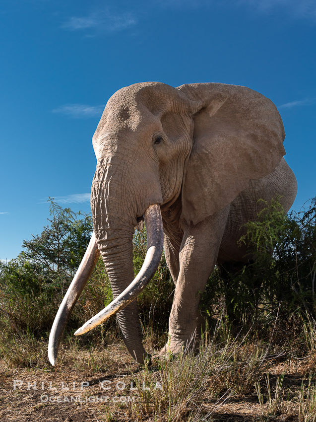 Craig the Famous Old Male Tusker Elephant with the World's Largest Tusks, Amboseli National Park, Kenya., Loxodonta africana, natural history stock photograph, photo id 39557