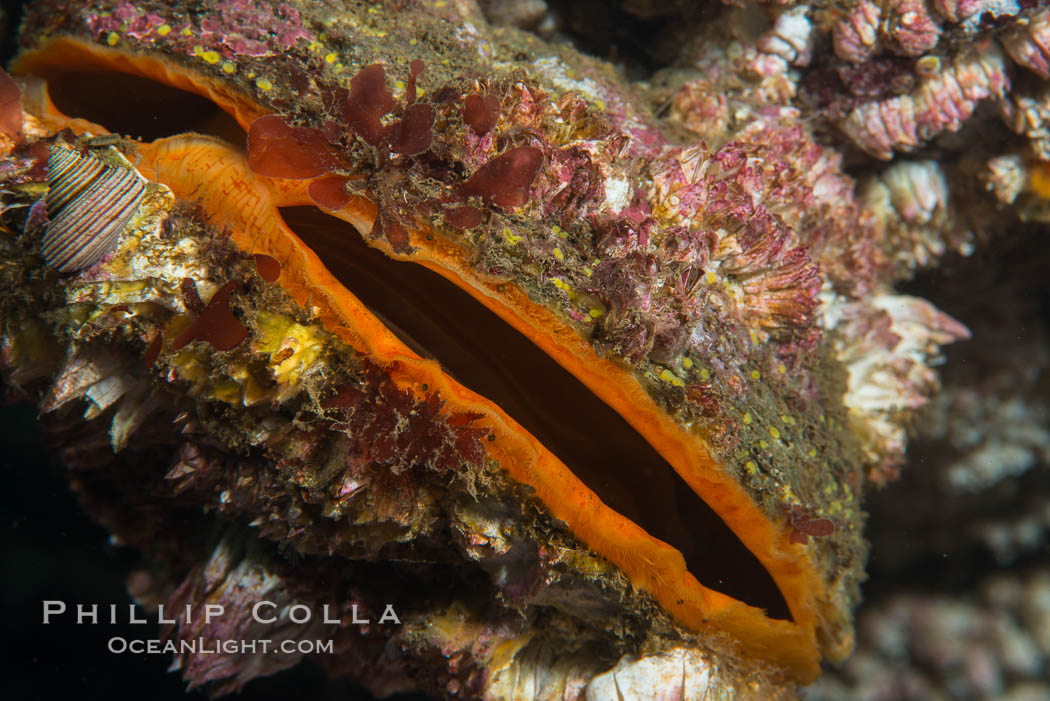 Crassadoma gigantea, Scallop, Hornby Island, Canada. British Columbia, natural history stock photograph, photo id 32823