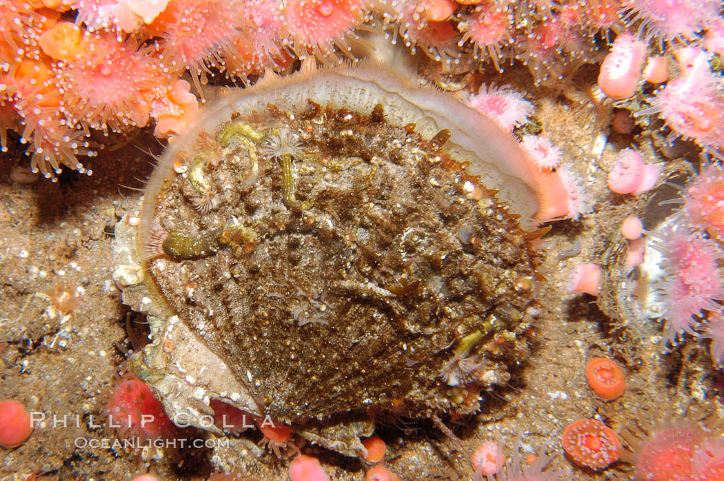 Rock scallop., Crassedoma giganteum, natural history stock photograph, photo id 08936