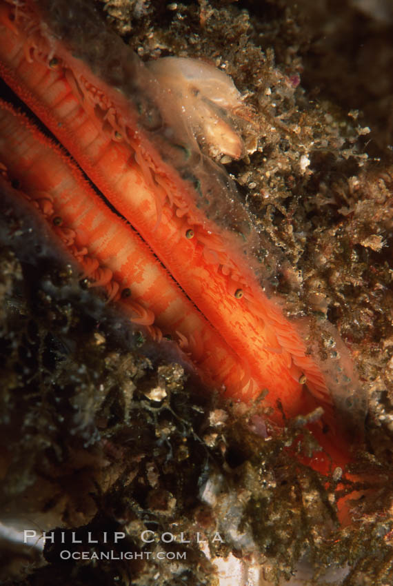 Rock scallop showing sight organs. Anacapa Island, California, USA, Crassedoma giganteum, natural history stock photograph, photo id 05383