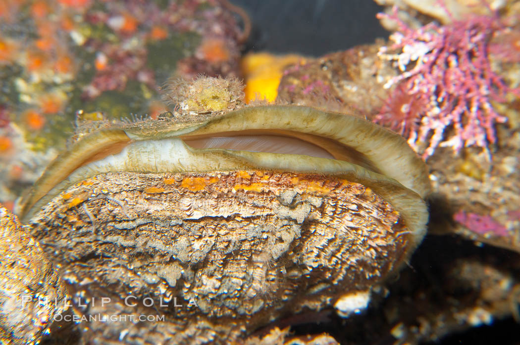 Image 14485, Rock scallop., Crassedoma giganteum, Phillip Colla, all rights reserved worldwide. Keywords: crassedoma giganteum, hinnites giganteus, rock scallop.