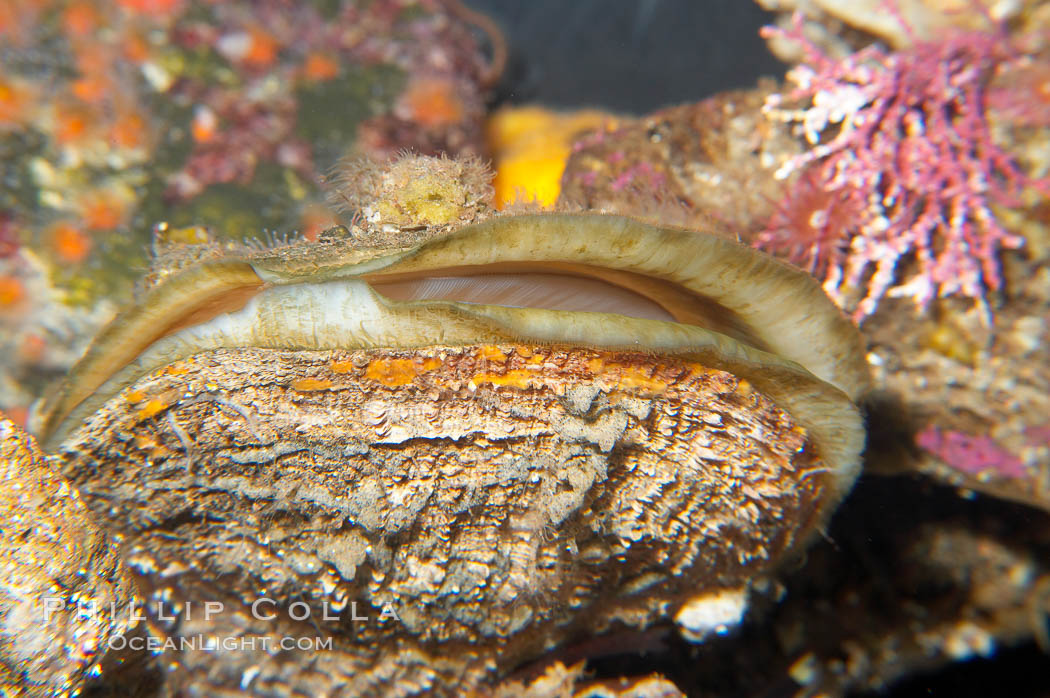 Rock scallop., Crassedoma giganteum, natural history stock photograph, photo id 14485