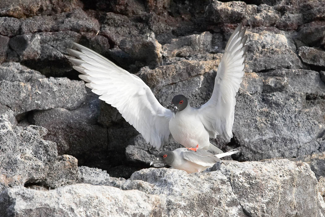 Swallow-tailed gull, mating, male on top, female just visible below. Wolf Island, Galapagos Islands, Ecuador, Creagrus furcata, natural history stock photograph, photo id 16600