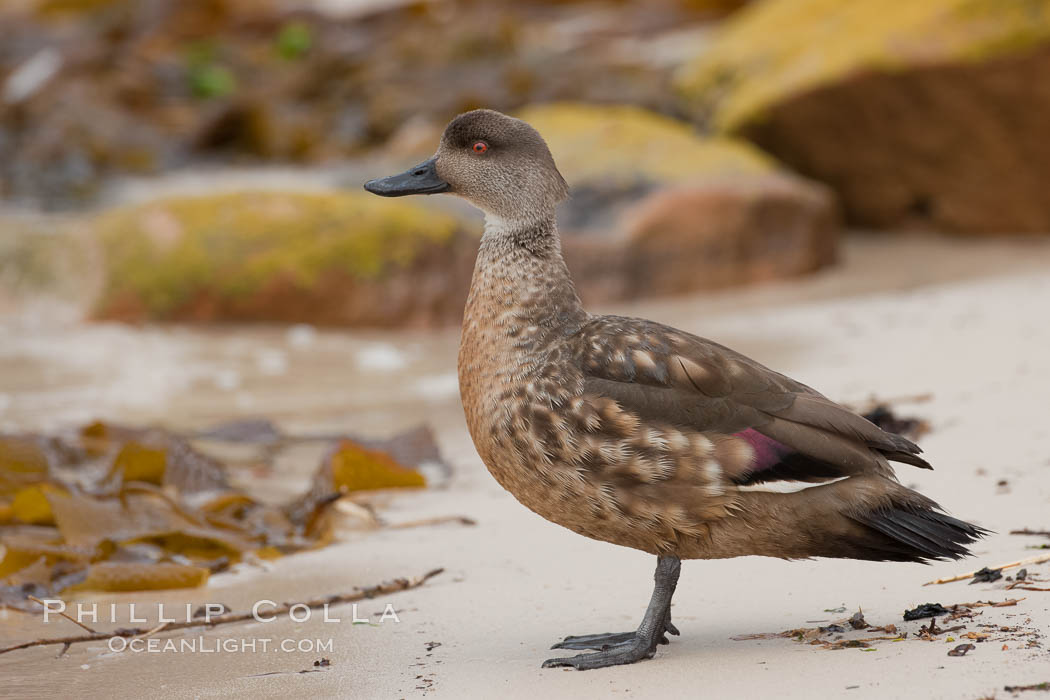 Patagonian crested duck, on sand beach.  The crested dusk inhabits coastal regions where it forages for invertebrates and marine algae.  The male and female are similar in appearance. New Island, Falkland Islands, United Kingdom, Lophonetta specularioides, natural history stock photograph, photo id 23765