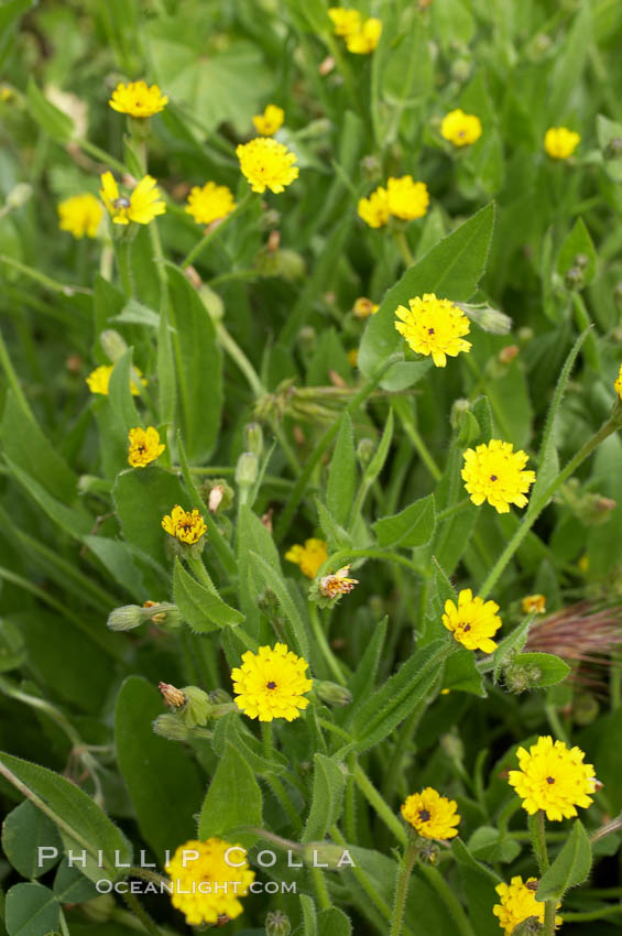 Crete weed blooms in spring, Batiquitos Lagoon, Carlsbad. California, USA, Hedypnois cretica, natural history stock photograph, photo id 11360