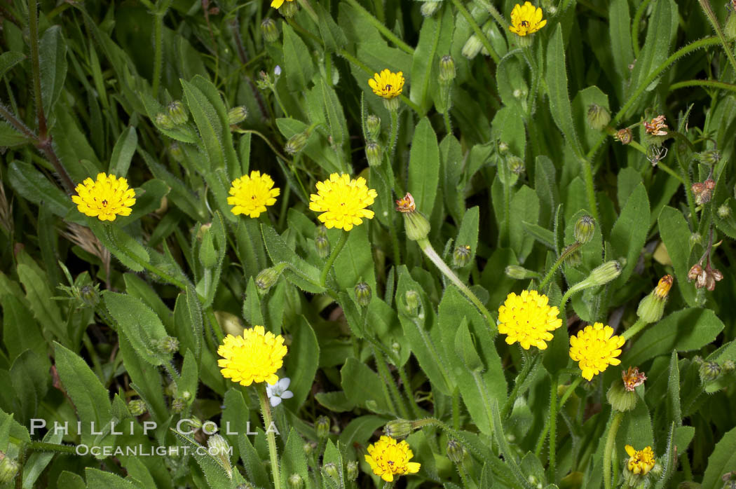 Crete weed blooms in spring, Batiquitos Lagoon, Carlsbad. California, USA, Hedypnois cretica, natural history stock photograph, photo id 11363