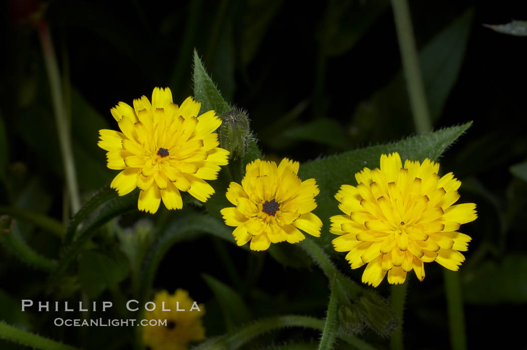 Crete weed blooms in spring, Batiquitos Lagoon, Carlsbad. California, USA, Hedypnois cretica, natural history stock photograph, photo id 11362