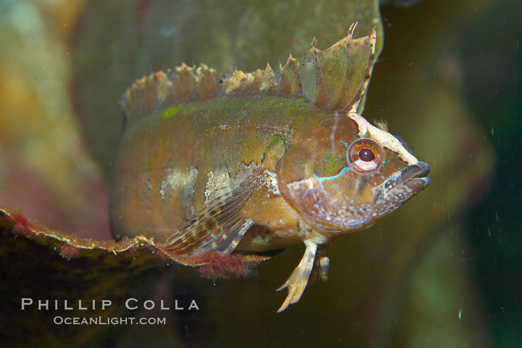 Crevice rockfish.  Seldom seen, kelpfish hover among the seaweeds in wave swept tidepools and reefs.  These secretive fish rapidly change color to match watever background they are near.  This kelpfish has assumed the coloration of the blade of kelp it is resting on. Monterey, California, USA, Gibbonsia montereyensis, natural history stock photograph, photo id 13711