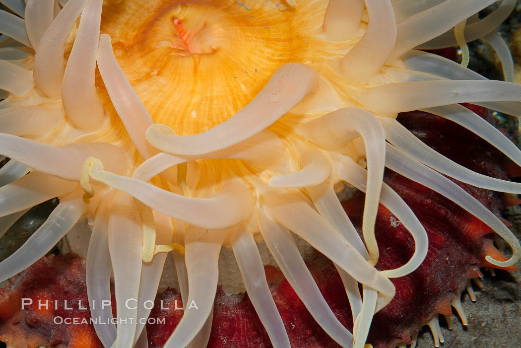 Crimson anemone., Cribrinopsis fernaldi, natural history stock photograph, photo id 16970