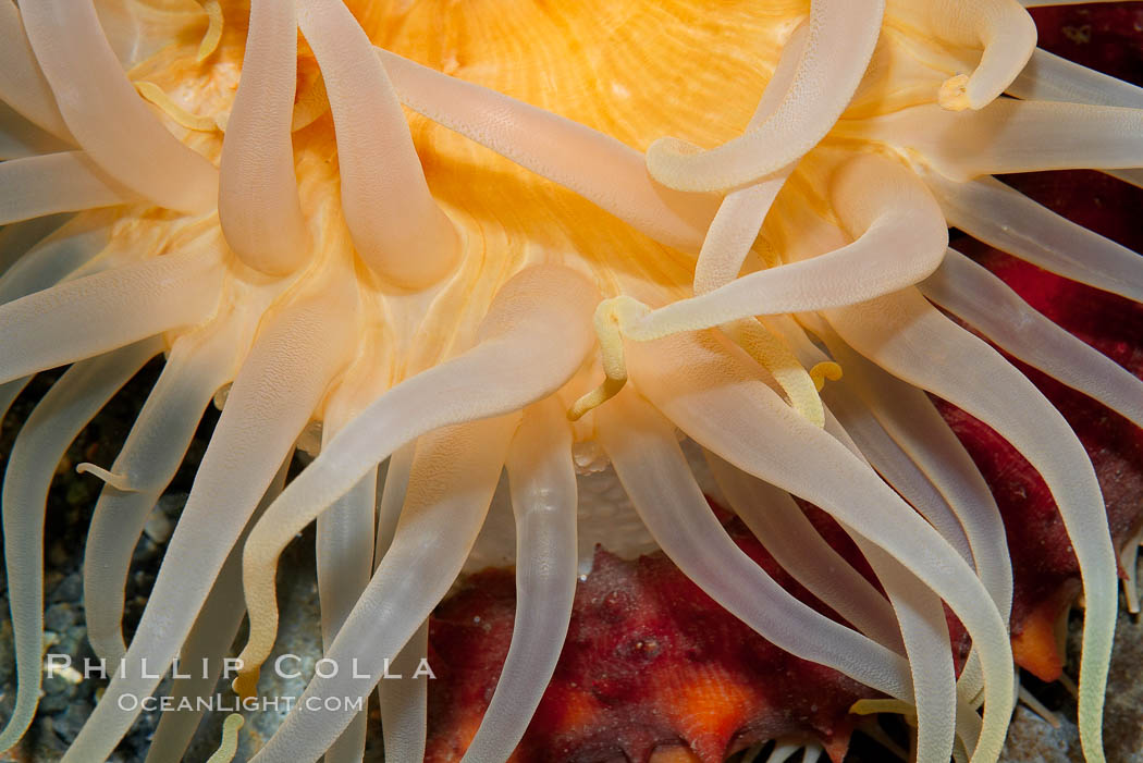 Crimson anemone., Cribrinopsis fernaldi, natural history stock photograph, photo id 16969
