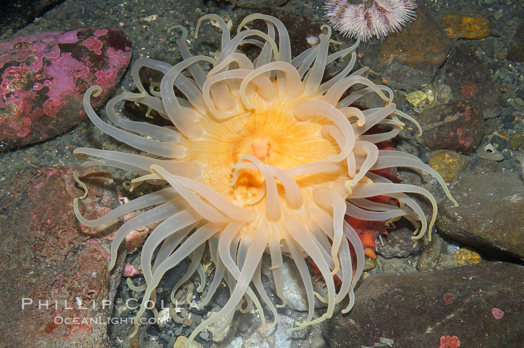 Crimson anemone., Cribrinopsis fernaldi, natural history stock photograph, photo id 16968