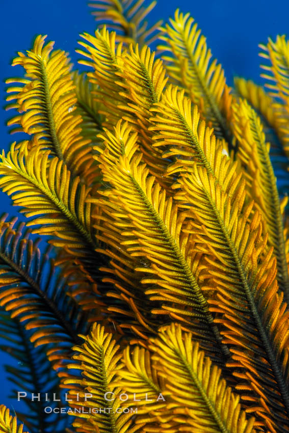 Crinoid feather star closeup view of tentacles, which it extends into ocean currents, Fiji, Crinoidea, Namena Marine Reserve, Namena Island