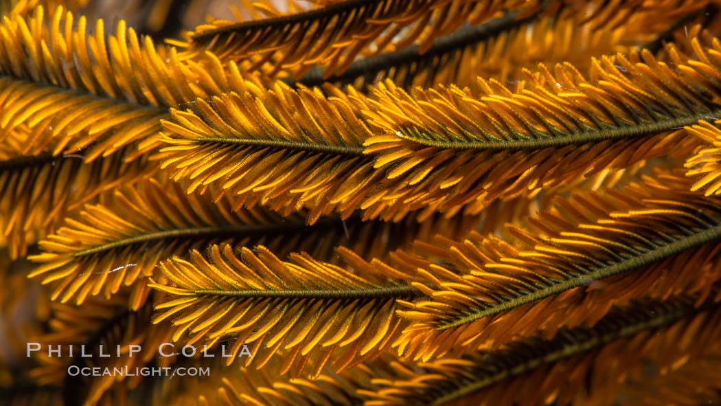 Crinoid feather star closeup view of tentacles, which it extends into ocean currents, Fiji. Namena Marine Reserve, Namena Island, Crinoidea, natural history stock photograph, photo id 34843